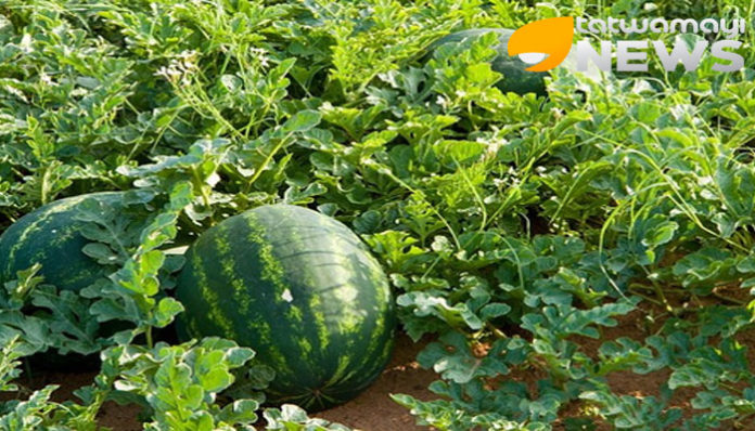 Great opportunity for watermelon cultivation in the summer.