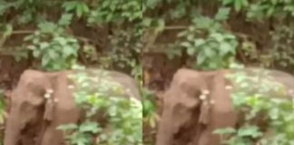 thrissur-palapalli-elephant