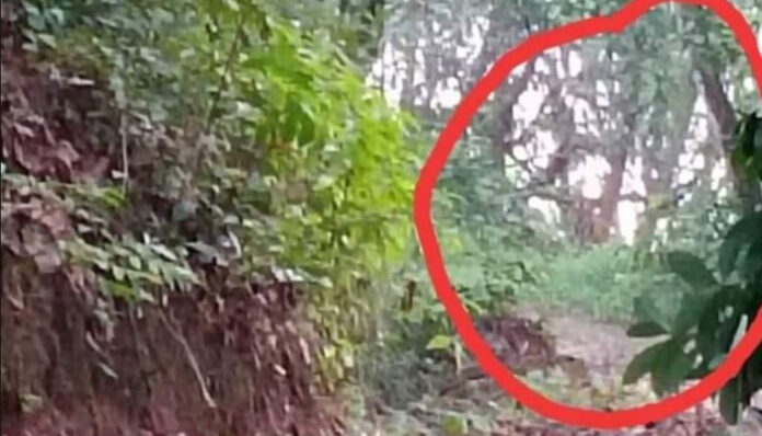 frightening-tiger-found-in-wayanad-will-be-arrested-soon
