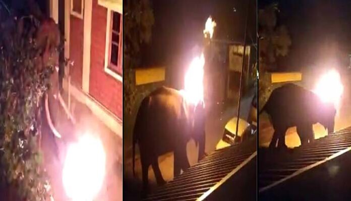 hurls burning tyre on straying wild elephant