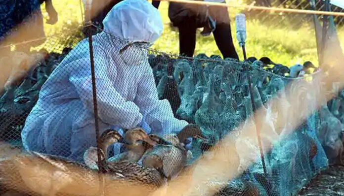bird-flu-in-the-state-again-thousands-of-ducks-have-died-in-the-last-two-weeks