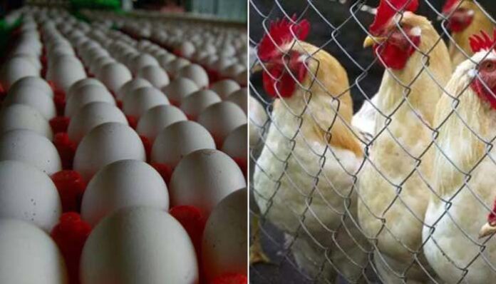 Bird flu fears witness drop in chicken and egg sales