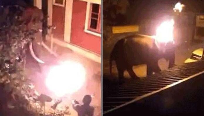 elephant set on fire tamil nadu