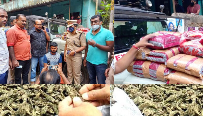 half a crore worth of cannabis seized in malappuram