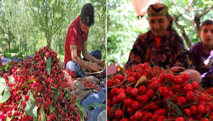 Bumper Cherry Crop In Kashmir Valley