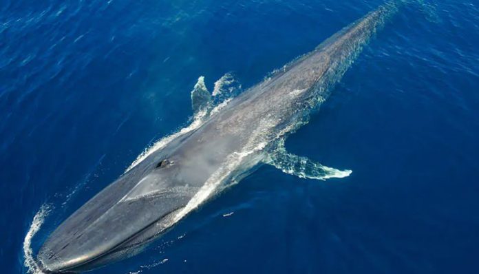 Blue-Whale Kerala