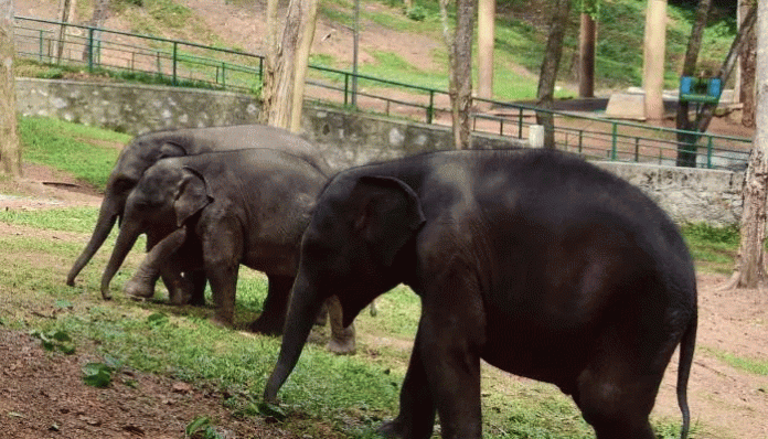 Elephant Death in Kottoor