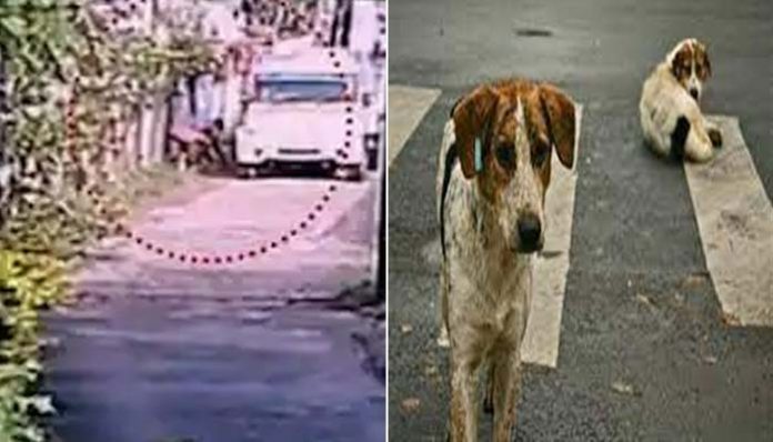 Street Dogs Death