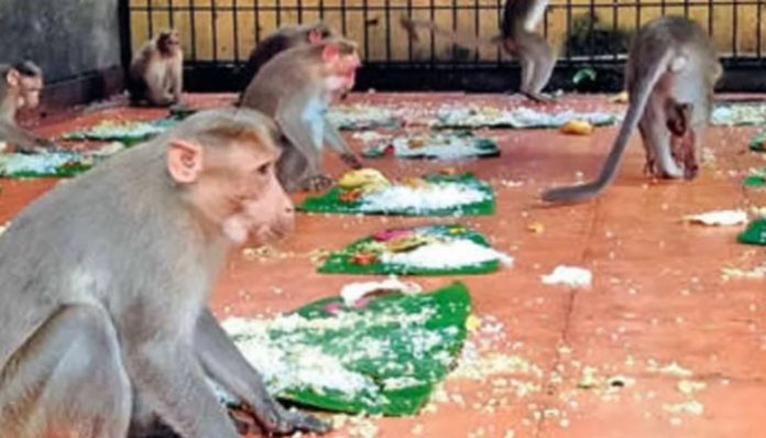 Onasadhya for Monkeys
