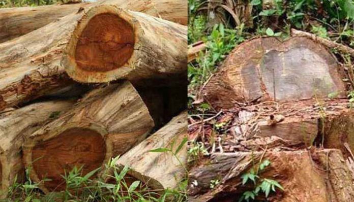 Muttil Tree Cutting Case