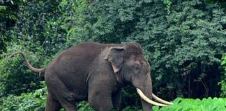 wild-elephants-found-near-Attapadi-tribal-hospital