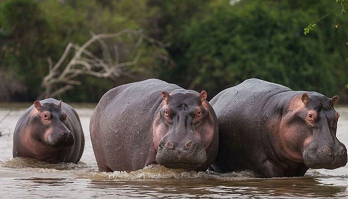 Hippos with runny noses test positive for COVID-19 at Belgian zoo
