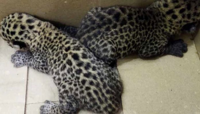 leopard-cubs-found-inside-palakkad