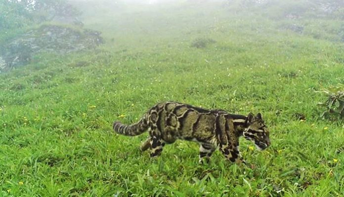 clouded-leopard-found-in-nagaland