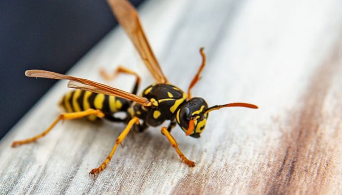 youth-injures-in-wasp-attack