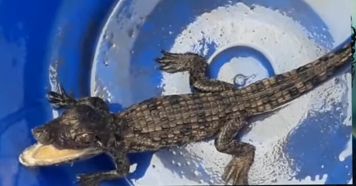 baby-crocodile-found-near-excise-check-post---video