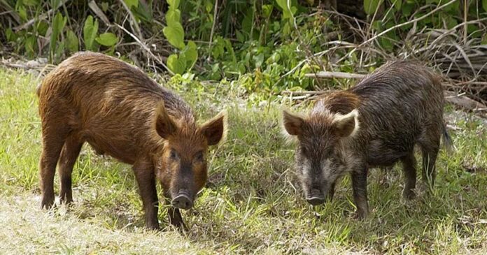 Wild-boar-killed-by-forest-officers