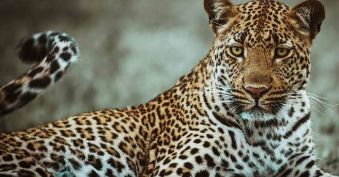 Leopard panics people in Munnar; The area is about to be inspected Forest Department team
