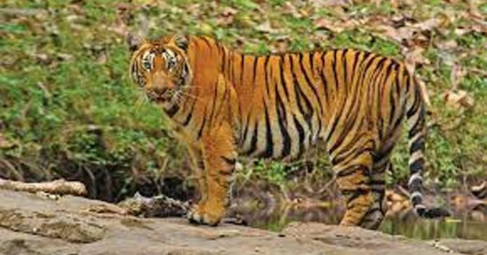 Tiger mauls five dairy cows tied to a shed in Idukki, locals worried
