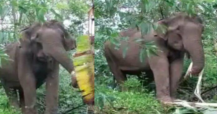 Kannur-Wild-elephant-attack