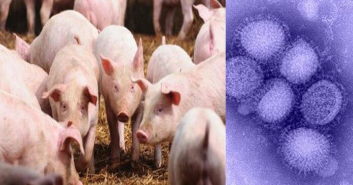 African swine fever in Wayanad, confirmed at farm in Mananthavadi