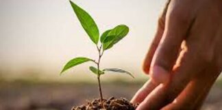 Tree Prosperity Project; 4798 saplings were planted in Pampakuda Block Panchayat