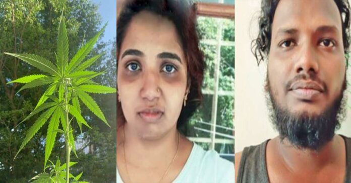 young man and a young woman were arrested for growing cannabis plants in their kitchen
