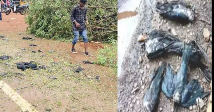 Incident of birds dying while cutting wood; The forest department registered a case against the contractors and action was taken under the Wildlife Protection Act