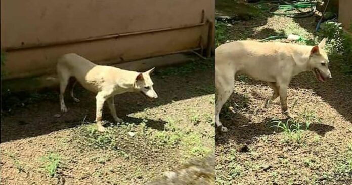 Suspected rabies dog that entered home yesterday died; Concerned household, inspection soon
