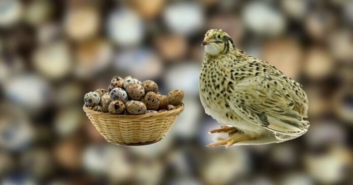Quail eggs are not for nothing: health benefits are many, don't be ignorant anymore, read on
