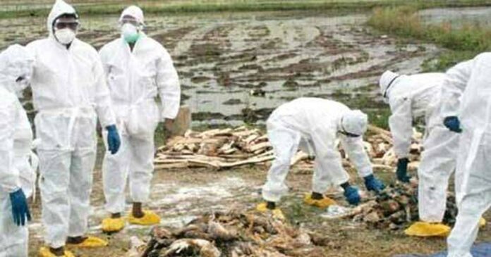 bird flu; A central expert team will assess the disease in Alappuzha today