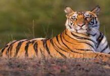 A tiger caught in Munnar and released in the Periyar sanctuary has died.
