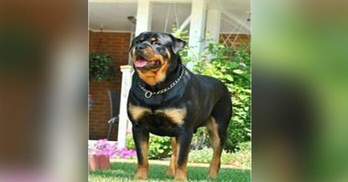 Rottweiler attack on 14-year-old; The moon was bitten from the leg, and the whole body was injured; Attacked by a pet dog of the neighbor's house