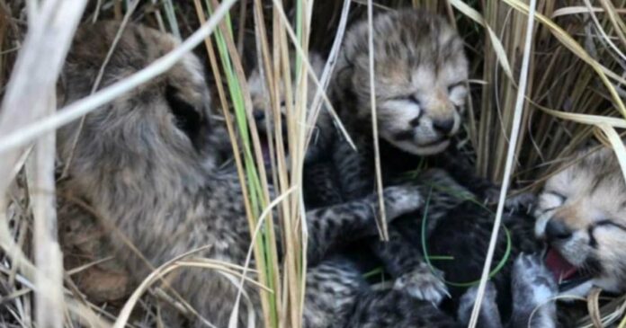 Cheetah cubs born on Indian soil after 79 years; Zia gave birth to four cubs in Kuno National Park