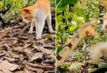 Cat pounced on the face of the snake that came to attack; The video footage went viral