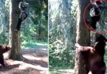 Hiker climbs tree to escape giant bear; Bear will follow!! Video viral!