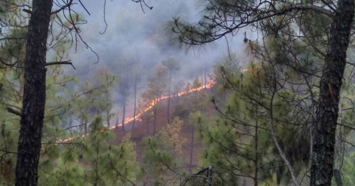 Recurring fires in forest areas!! Smells Subversion?; The minister said that strict action will be taken