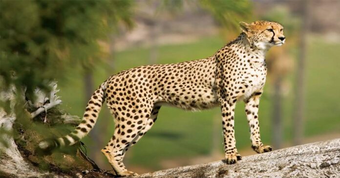 One of the female cheetahs brought from Namibia has died