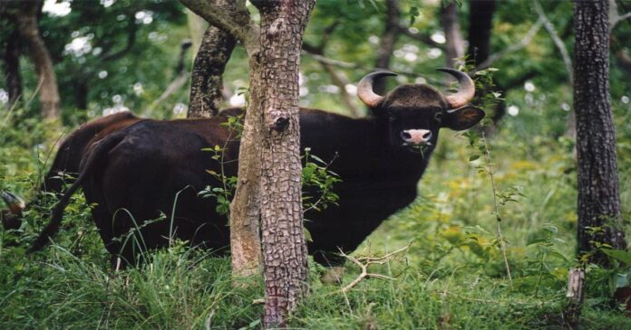Wild buffalo shook Kanjirapalli!! The forest department said that the buffalo entered the forest; The locals say no