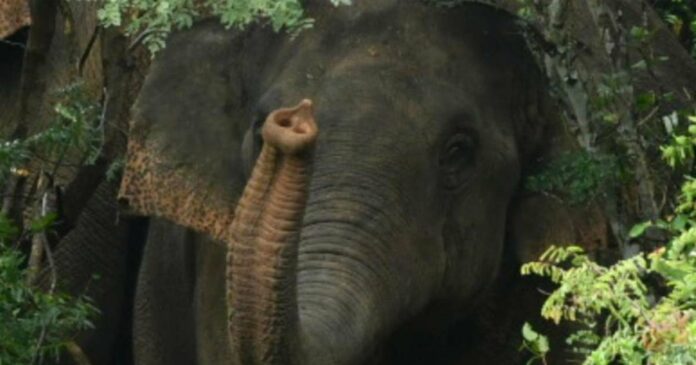 In Coimbatore Two deaths in two places reported by wild elephant