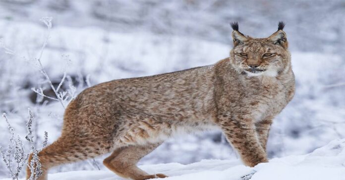 Awesome lynx!! Rare lynx caught on camera in Ladakh.