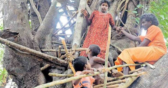 A pregnant tribal woman and her family stay in tree at night because of wild animal fear. Finally, government intervention