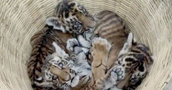Four tiger cubs found in a field in Andhra Pradesh's Nantyal district have been rescued by locals.