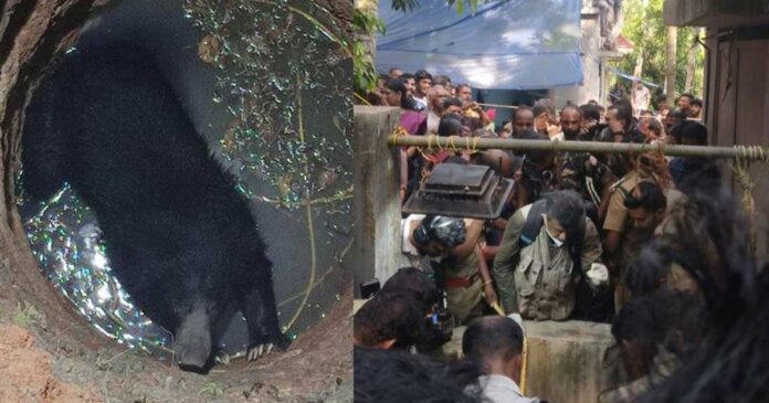 A bear fell into a private well in Vellanadu and died! What is the reason for the failure of the rescue operation?