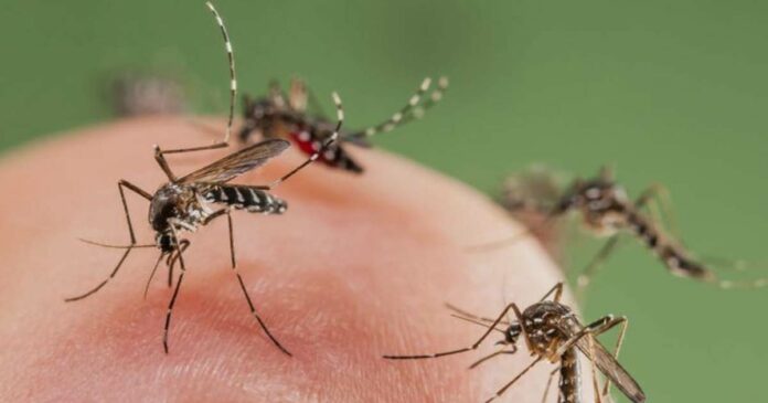 Argentina to sterilize 5 lakh mosquitoes