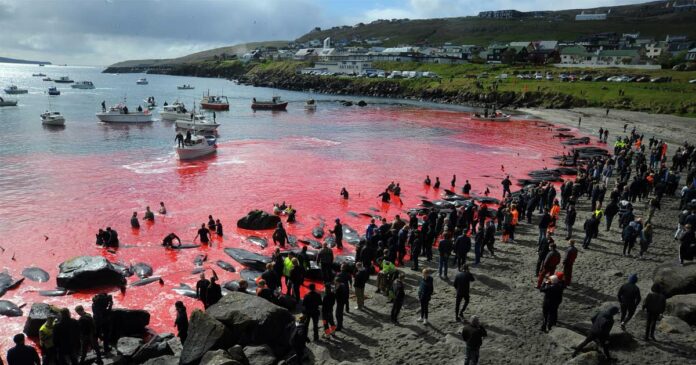 60 beached whales beheaded in ritual cruelty on Denmark's Faroe Islands