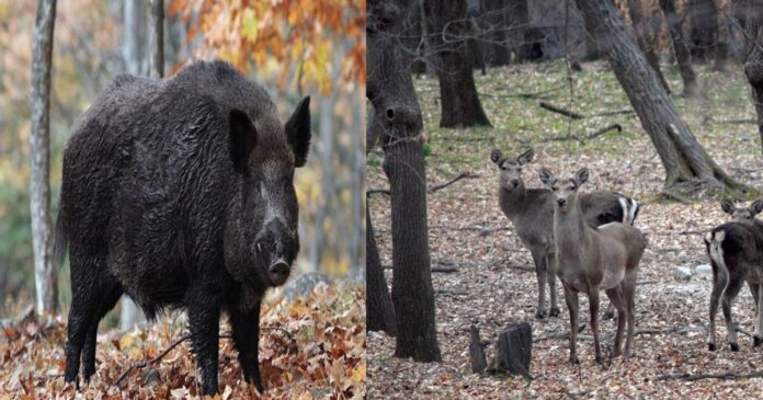 Wild boars have multiplied in Kashmir; along with the destruction of agriculture, also threat for the national animal of Kashmir, the Hangul,