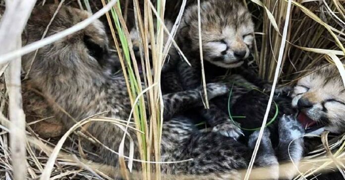 Dehydration becomes the villain; Two more cheetah cubs die in Kuno; One is in treatment