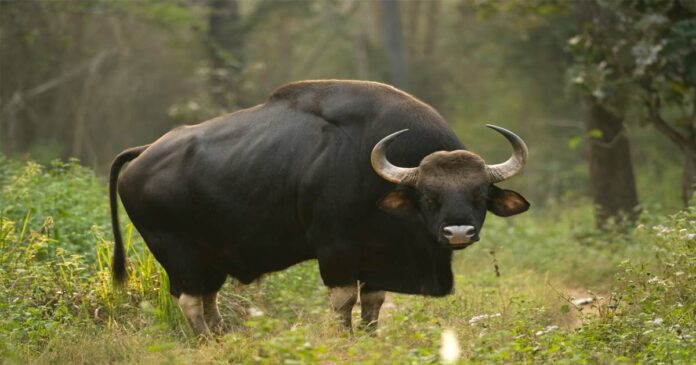 Wild buffalo is again a villain in the state; One seriously injured in the attack in Kothamangalam