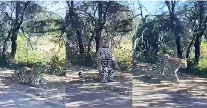 Leopard standing up with chest spread, video goes viral
